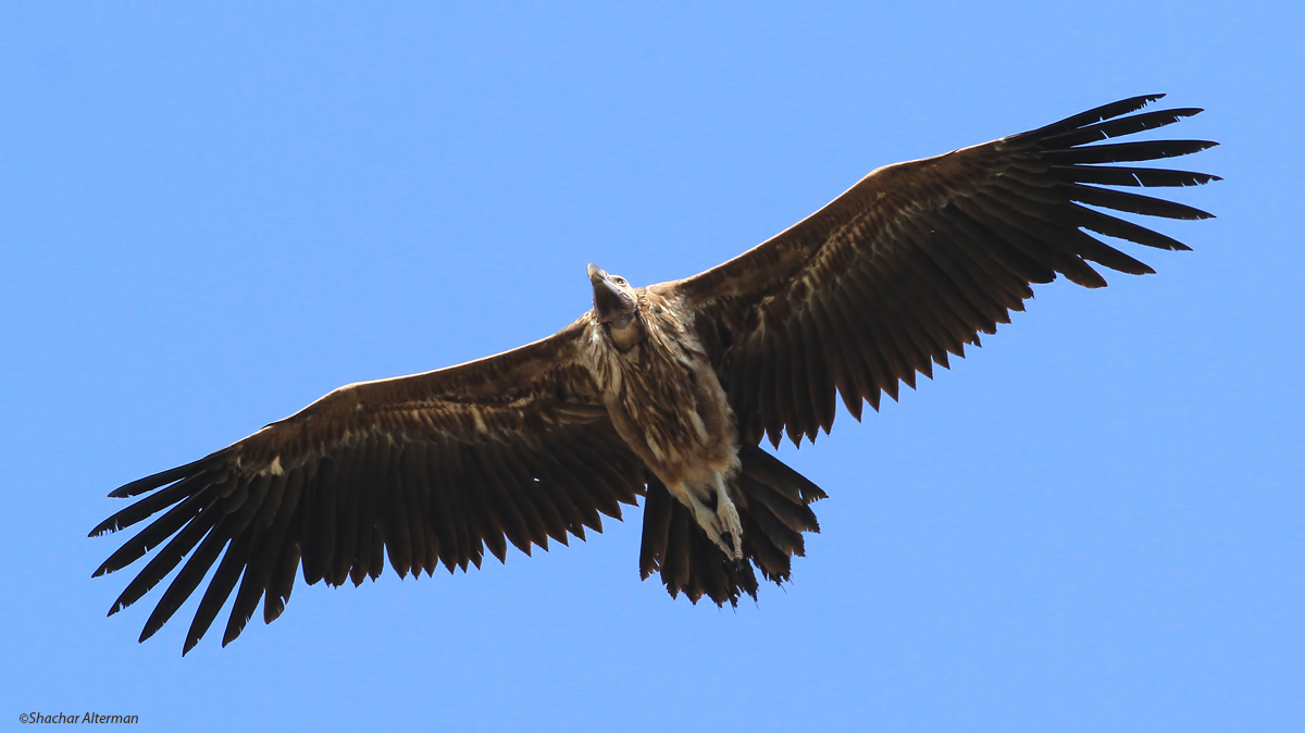 עזניית הנגב Lappet-Faced Vulture Torgos tracheliotos חי-בר כרמל,יוני 2015.צלם שחר אלתרמן.